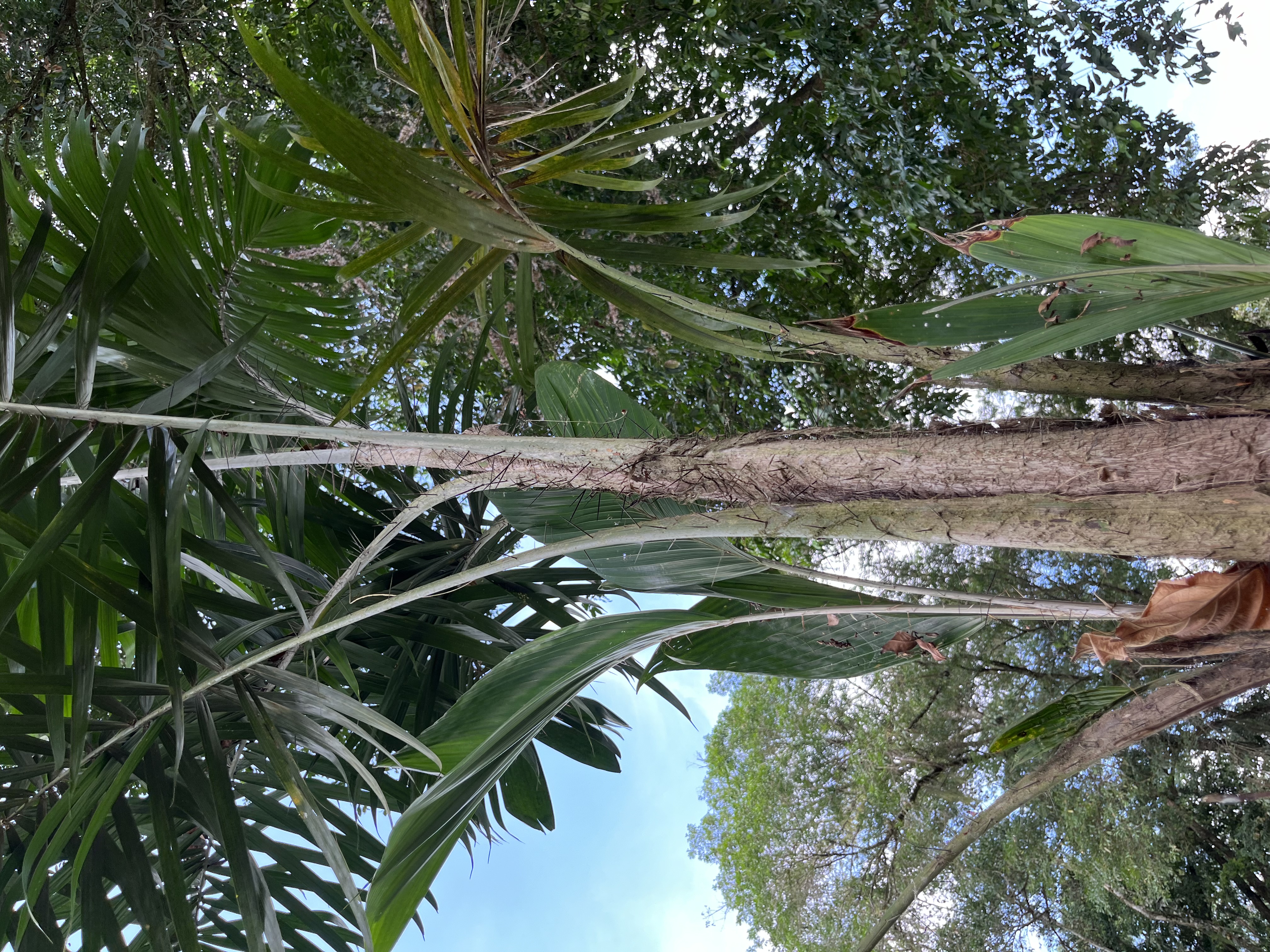 Plantación de Palmito Orgánico Río Chiquito