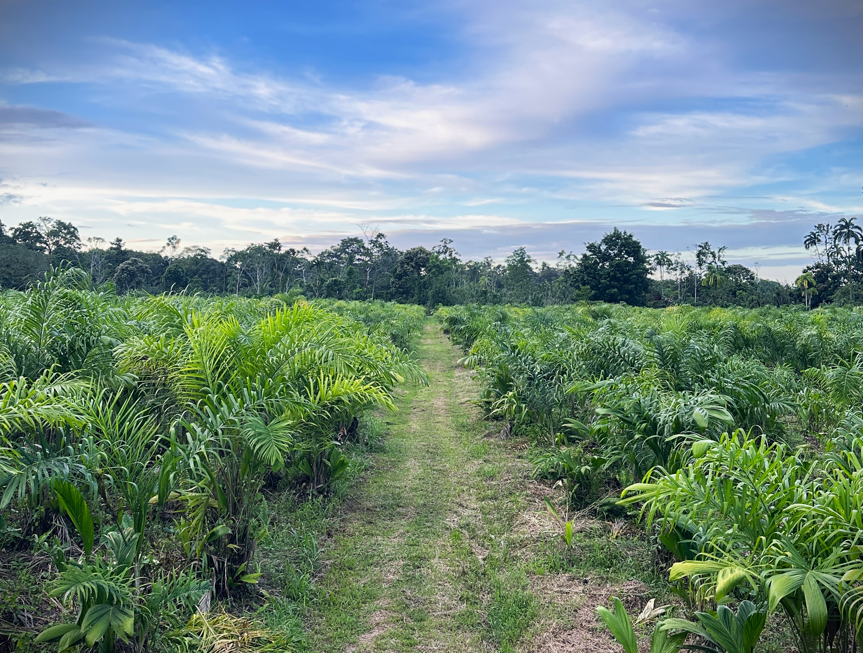 Plantaciones de Palmito Río Chiquito